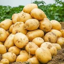 土豆，黄心土豆，3两以上起步，全国，价格便宜