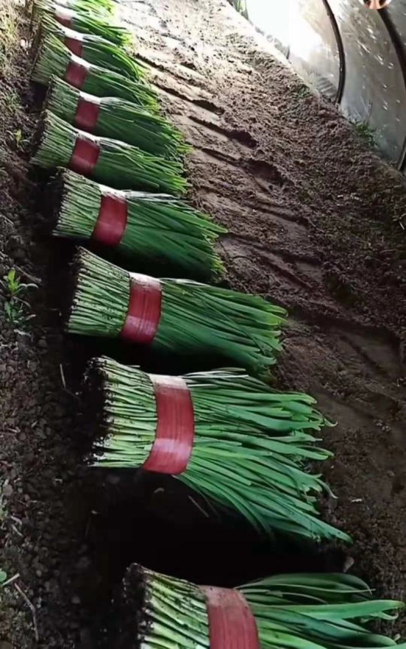 精品头刀韭菜，2刀韭菜，产地直发，全国供应有需要来电