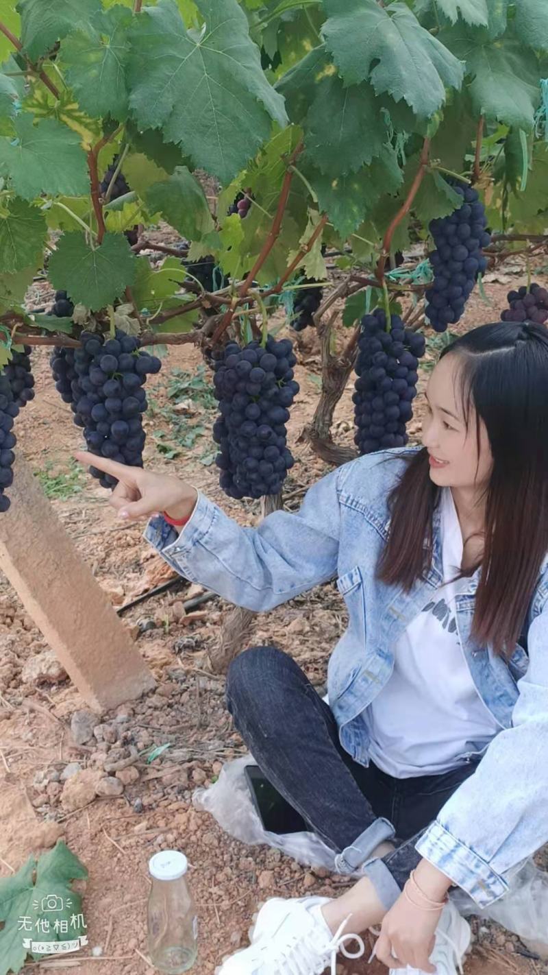 云南红河建水夏黑葡萄大批量走货