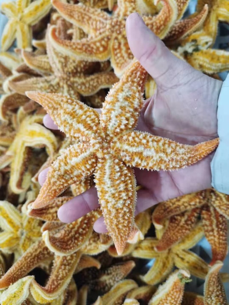 满籽鲜活熟冻海星海鲜即食海星鲜活熟冻五角星海五星满籽食用