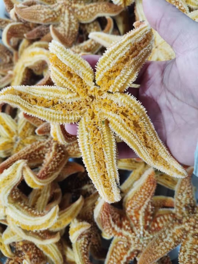 满籽鲜活熟冻海星海鲜即食海星鲜活熟冻五角星海五星满籽食用