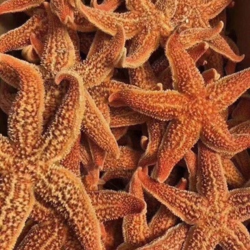 满籽鲜活熟冻海星海鲜即食海星鲜活熟冻五角星海五星满籽食用