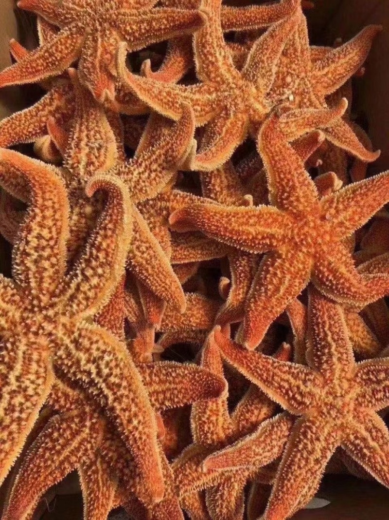 满籽鲜活熟冻海星海鲜即食海星鲜活熟冻五角星海五星满籽食用