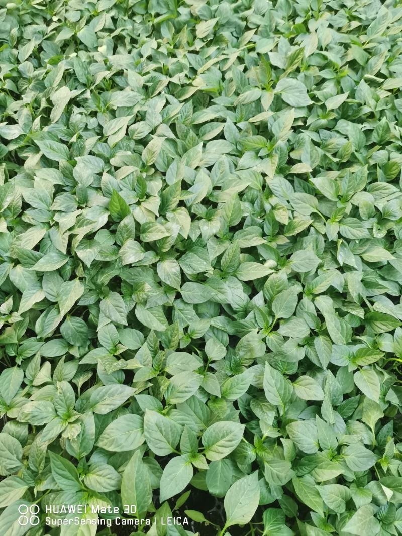 陇椒辣椒苗耐运输品种产量高抗病好基地直发