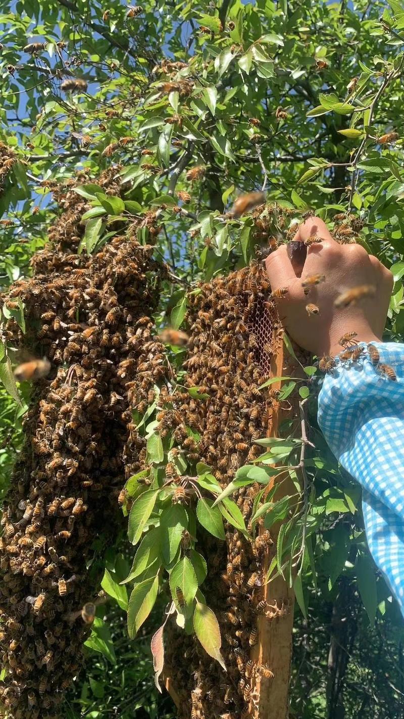农家原生态环境养殖的蜂蜜，部分山里捉的，纯真甜蜜