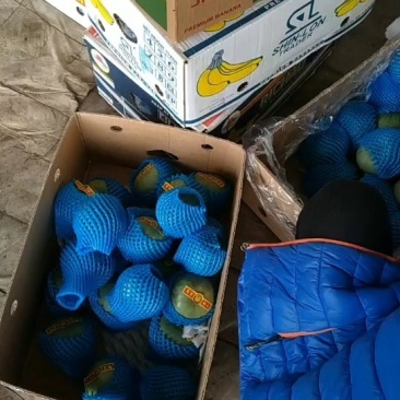 乐亭县暖室甜瓜大量上，品种齐全需要的老板联系