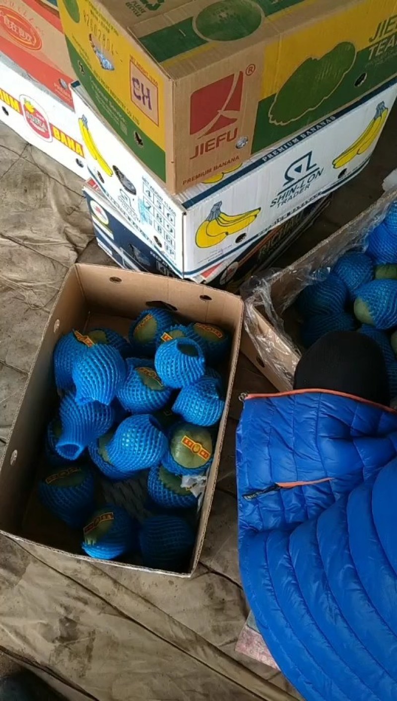 乐亭县暖室甜瓜大量上，品种齐全需要的老板联系