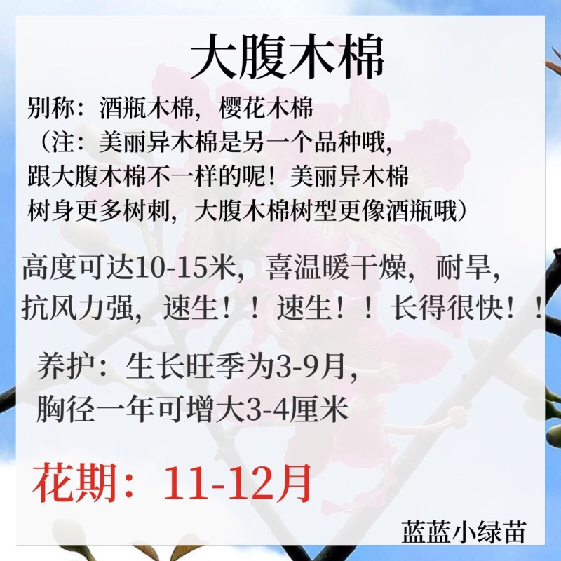 大腹木棉小袋苗小苗酒瓶树风景树庭院绿植工程