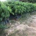 大腹木棉小袋苗小苗酒瓶树风景树庭院绿植工程