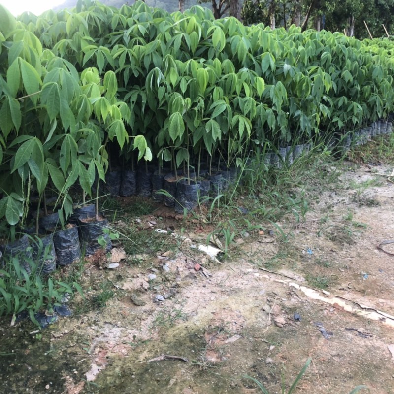 大腹木棉小袋苗小苗酒瓶树风景树庭院绿植工程