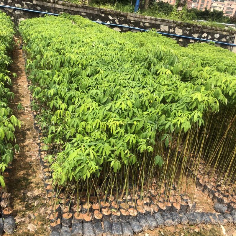 大腹木棉小袋苗小苗酒瓶树风景树庭院绿植工程