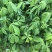 大腹木棉小袋苗小苗酒瓶树风景树庭院绿植工程