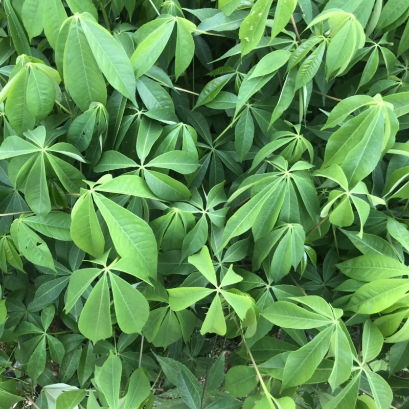 大腹木棉小袋苗小苗酒瓶树风景树庭院绿植工程