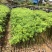 大腹木棉小袋苗小苗酒瓶树风景树庭院绿植工程