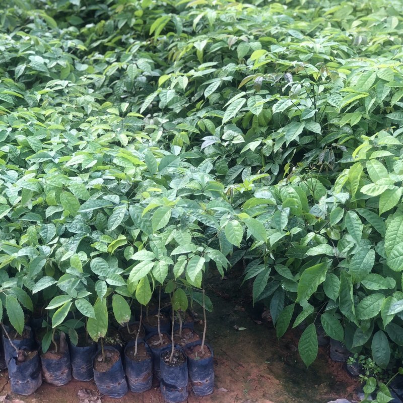 紫花风铃木树苗小袋苗大量供应厂家直销欢迎采购