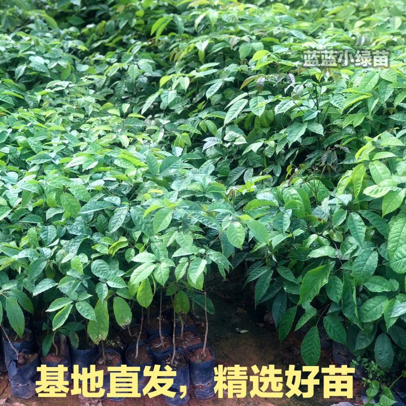 紫花风铃木树苗小袋苗大量供应厂家直销欢迎采购