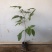 紫花风铃木树苗小袋苗大量供应厂家直销欢迎采购