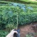 紫花风铃木树苗小袋苗大量供应厂家直销欢迎采购