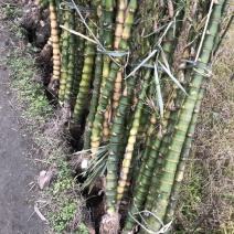 罗汉竹，佛肚竹，竹苗，观赏植物，有肚竹