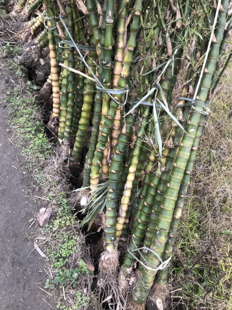 罗汉竹，佛肚竹，竹苗，观赏植物，有肚竹