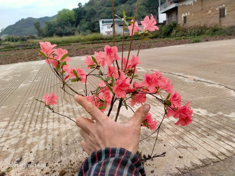 映山红杯苗，野生杜鹃，映山红盆景，山杜娟。