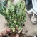 千手观音姬珊瑚，多肉植物防辐射除甲醛