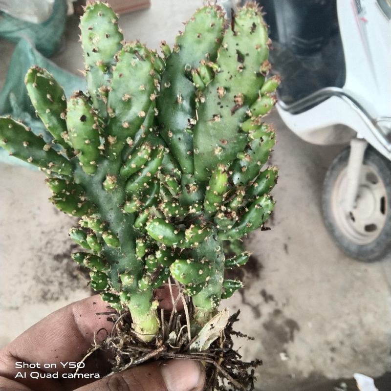 千手观音姬珊瑚，多肉植物防辐射除甲醛