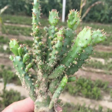 千手观音姬珊瑚，多肉植物防辐射除甲醛
