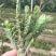 千手观音姬珊瑚，多肉植物防辐射除甲醛