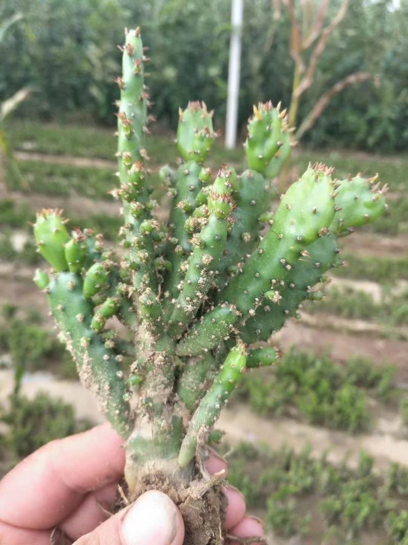 千手观音姬珊瑚，多肉植物防辐射除甲醛