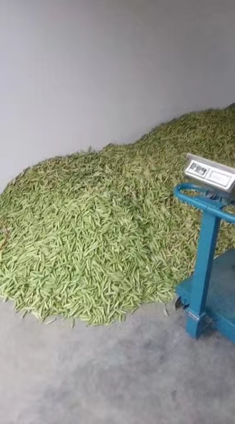 豌豆豌豆荚青豌豆麦豆壳豌豆颗粒饱满