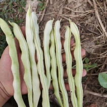 豆角四季豆现货20---35厘米长五斑点无虫眼