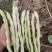 豆角四季豆现货20---35厘米长五斑点无虫眼