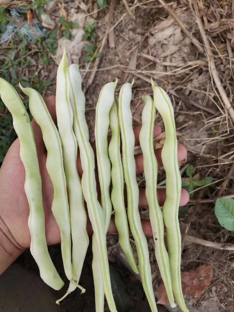豆角四季豆现货20---35厘米长五斑点无虫眼