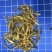 素馨花正品新鲜颜色靓保证质量【包邮】