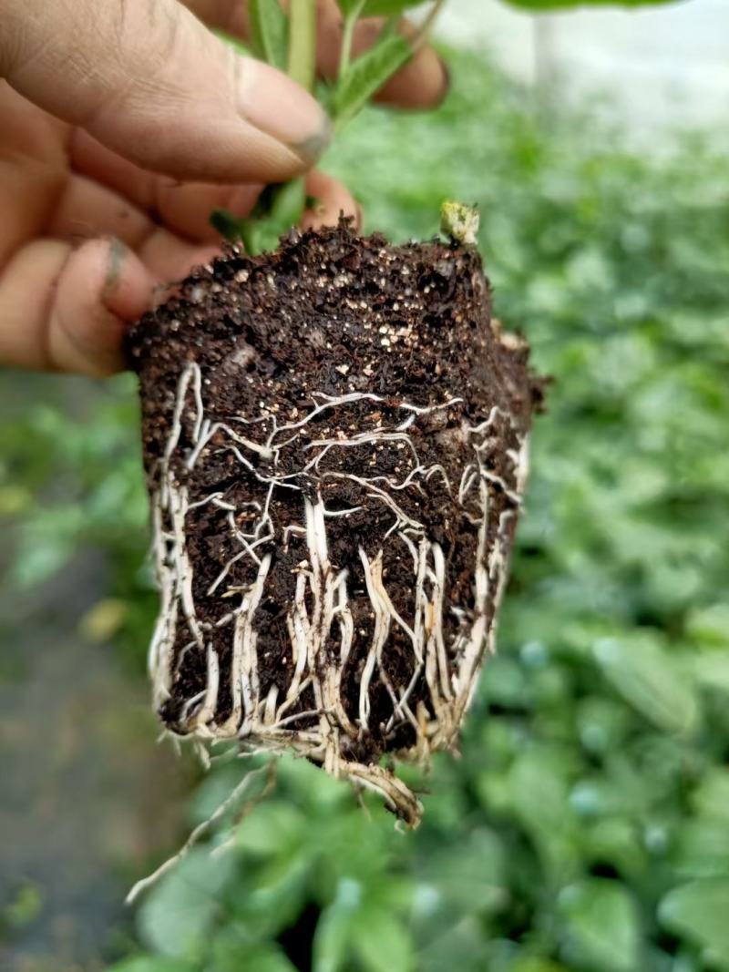 荔浦万兴生态农业有限公司正宗百香果小杯苗