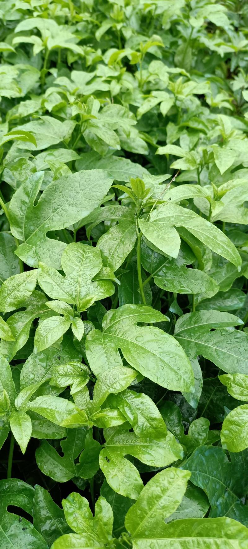 荔浦万兴生态农业有限公司正宗百香果小杯苗