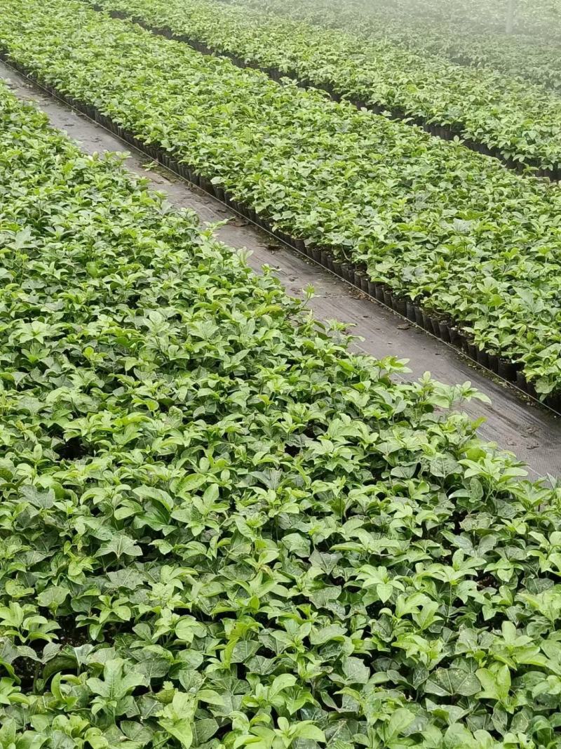 荔浦万兴生态农业有限公司正宗百香果小杯苗