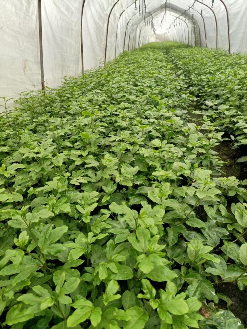 荔浦万兴生态农业有限公司正宗百香果小杯苗