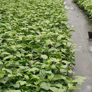 荔浦万兴生态农业有限公司正宗百香果小杯苗