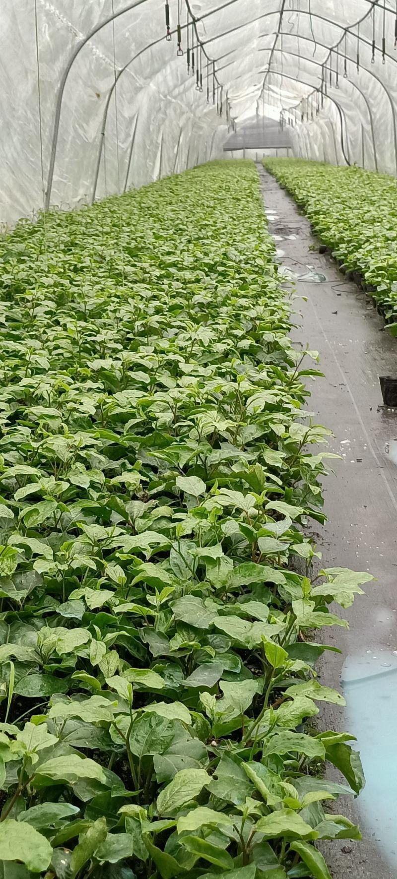 荔浦万兴生态农业有限公司正宗百香果小杯苗