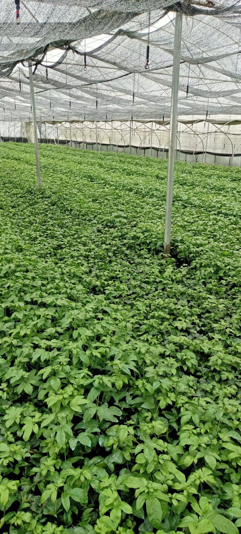 荔浦万兴生态农业有限公司正宗百香果小杯苗