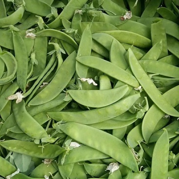精品荷兰豆豌豆片（产地直供）当天采摘