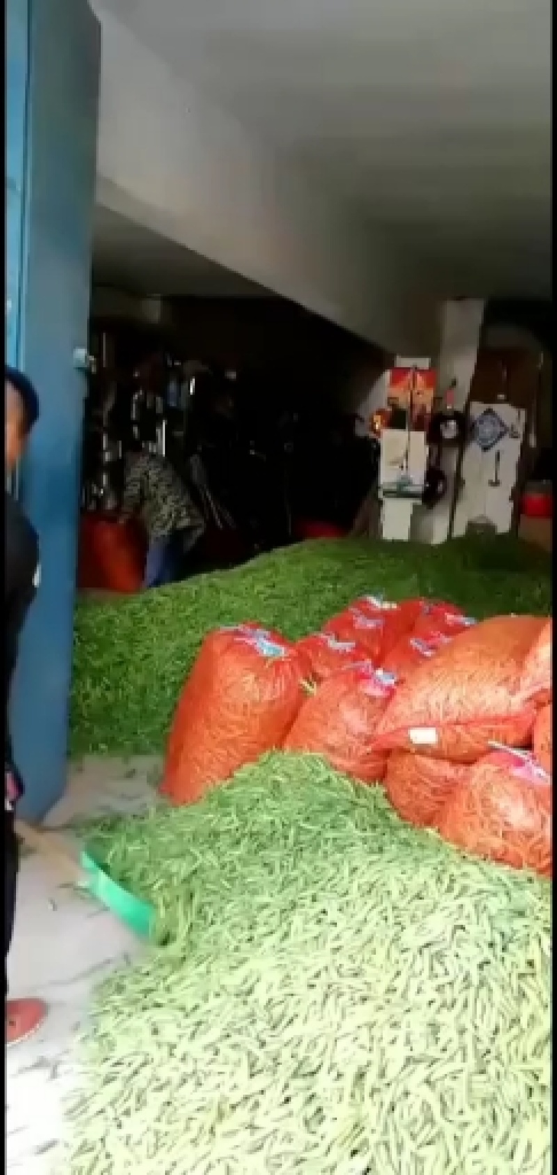 青豌豆有青豌6号9号荣涛九号