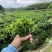 正宗海南五指山野菜树仔菜有机种植天绿香每天稳定供应