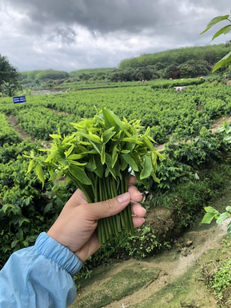 正宗海南五指山野菜树仔菜有机种植天绿香每天稳定供应