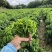 正宗海南五指山野菜树仔菜有机种植天绿香每天稳定供应