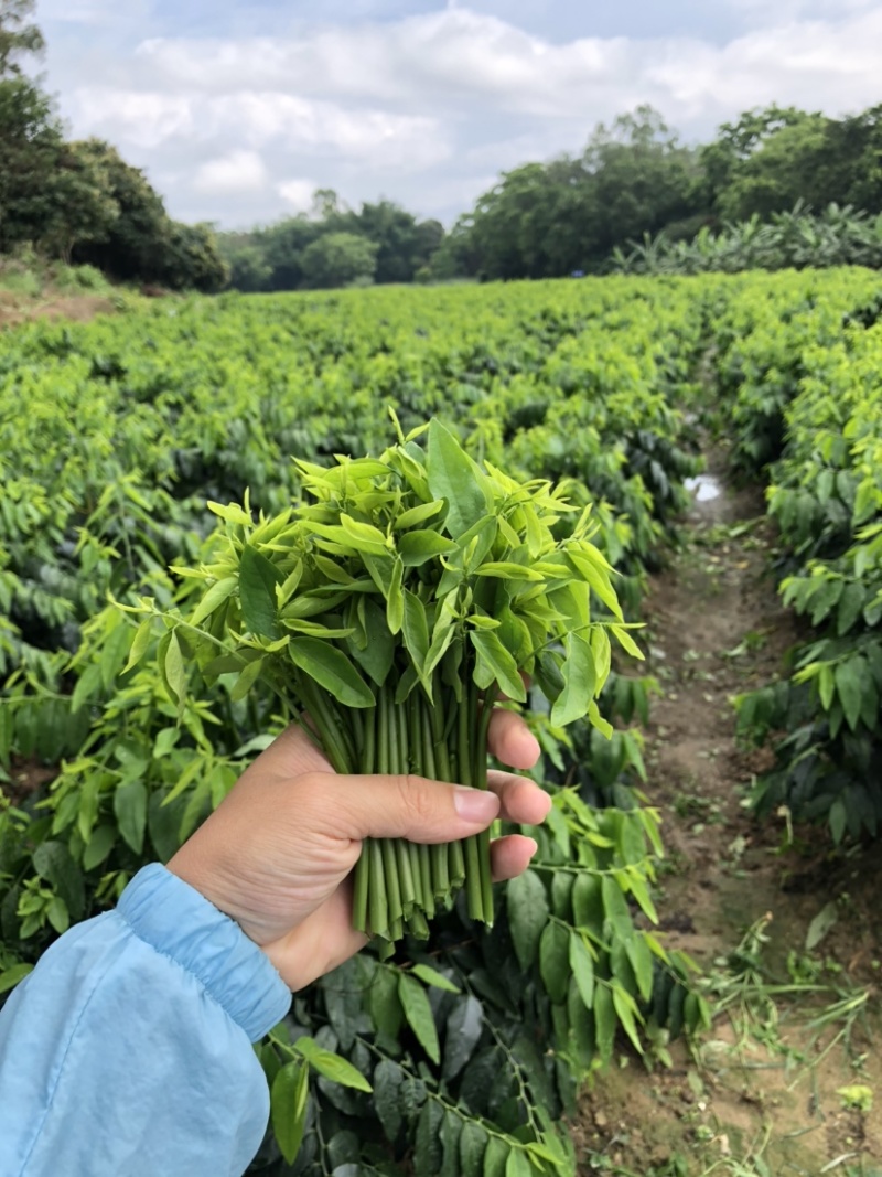 正宗海南五指山野菜树仔菜有机种植天绿香每天稳定供应