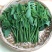 正宗海南五指山野菜树仔菜有机种植天绿香每天稳定供应