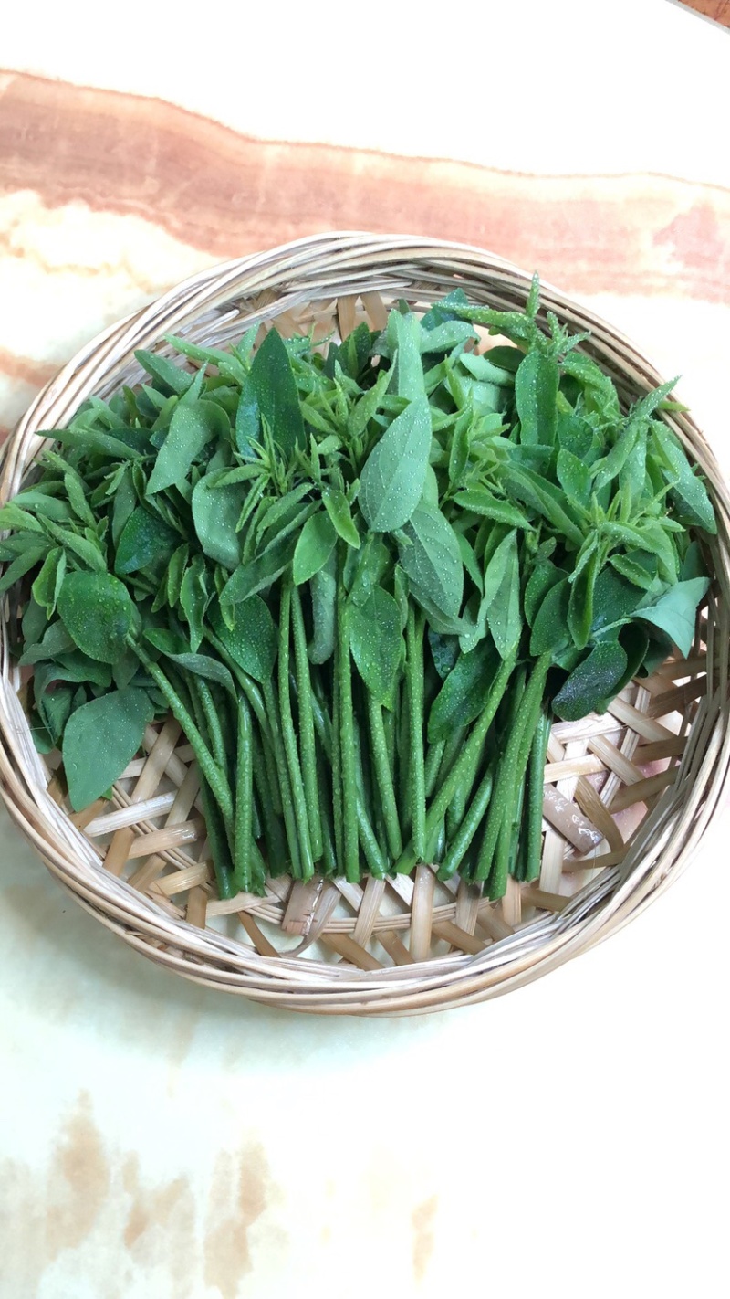 正宗海南五指山野菜树仔菜有机种植天绿香每天稳定供应